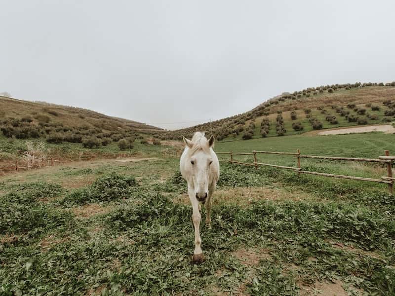 Символ 2026 года: где в Москве увидеть лошадей, колесницы и квадриги