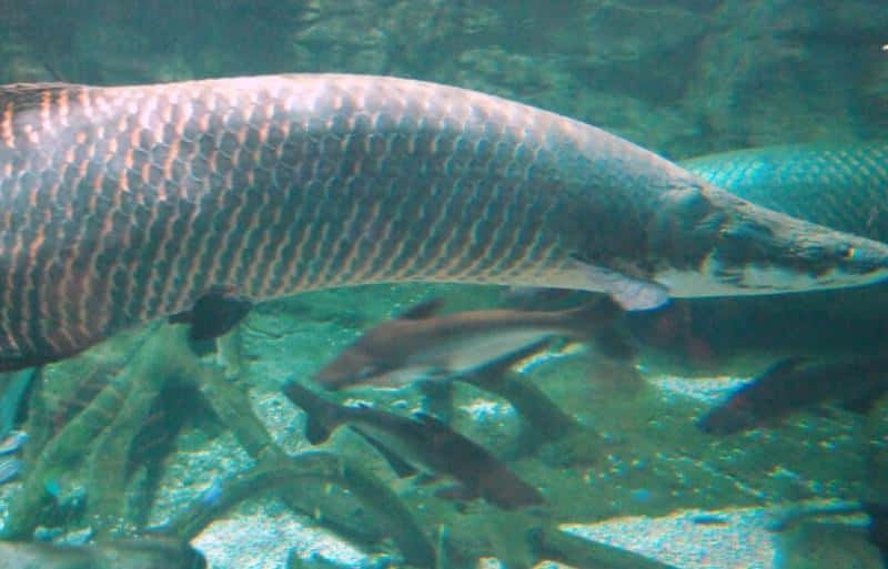 Гигантскую рыбу весом 160 килограммов поймали в Бразилии