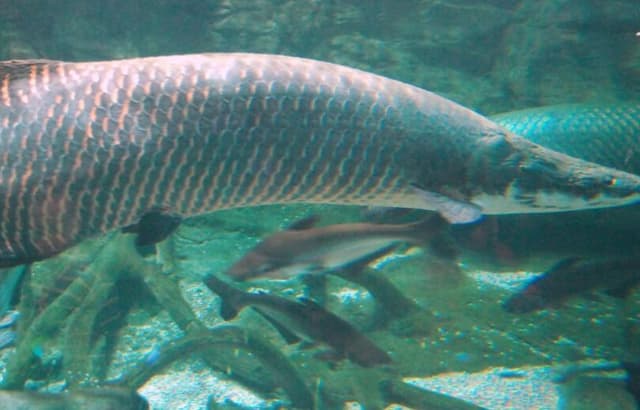 Гигантскую рыбу весом 160 килограммов поймали в Бразилии